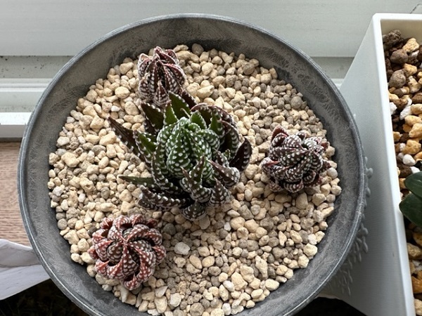 多肉植物の夏の成長記録】九輪塔の大変身と新入り2株（ハオルチア