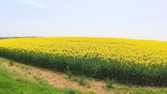 菜の花 2026】安平町「菜の花さんぽ」へ行ってきた！4つの菜の花畑を巡る春の