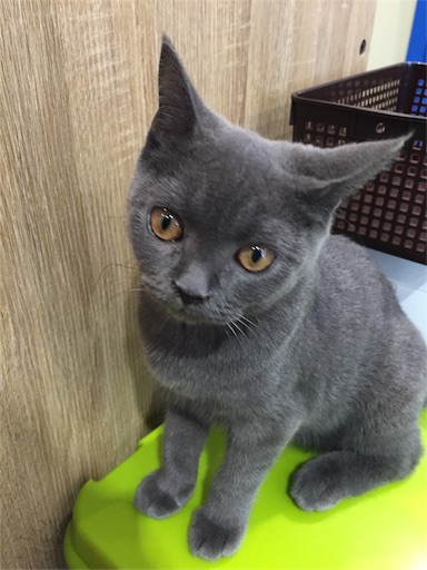 f:id:akisan01:20180519202916j:image