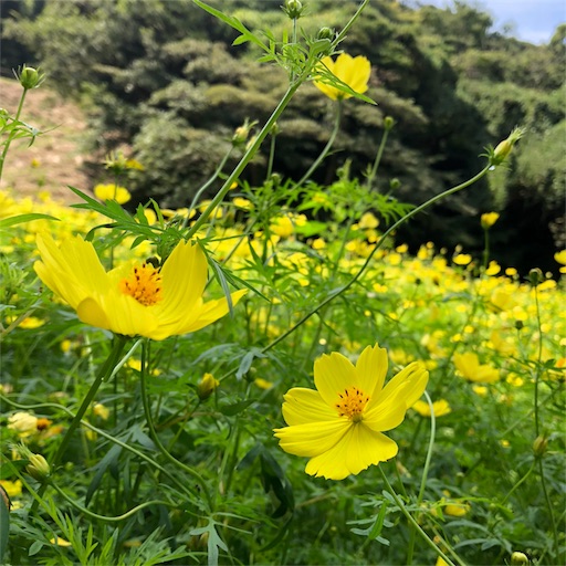 f:id:akisan01:20180920135425j:image