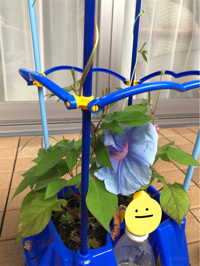 f:id:akisan01:20200727120616j:image f:id:akisan01:20200727120616j:image