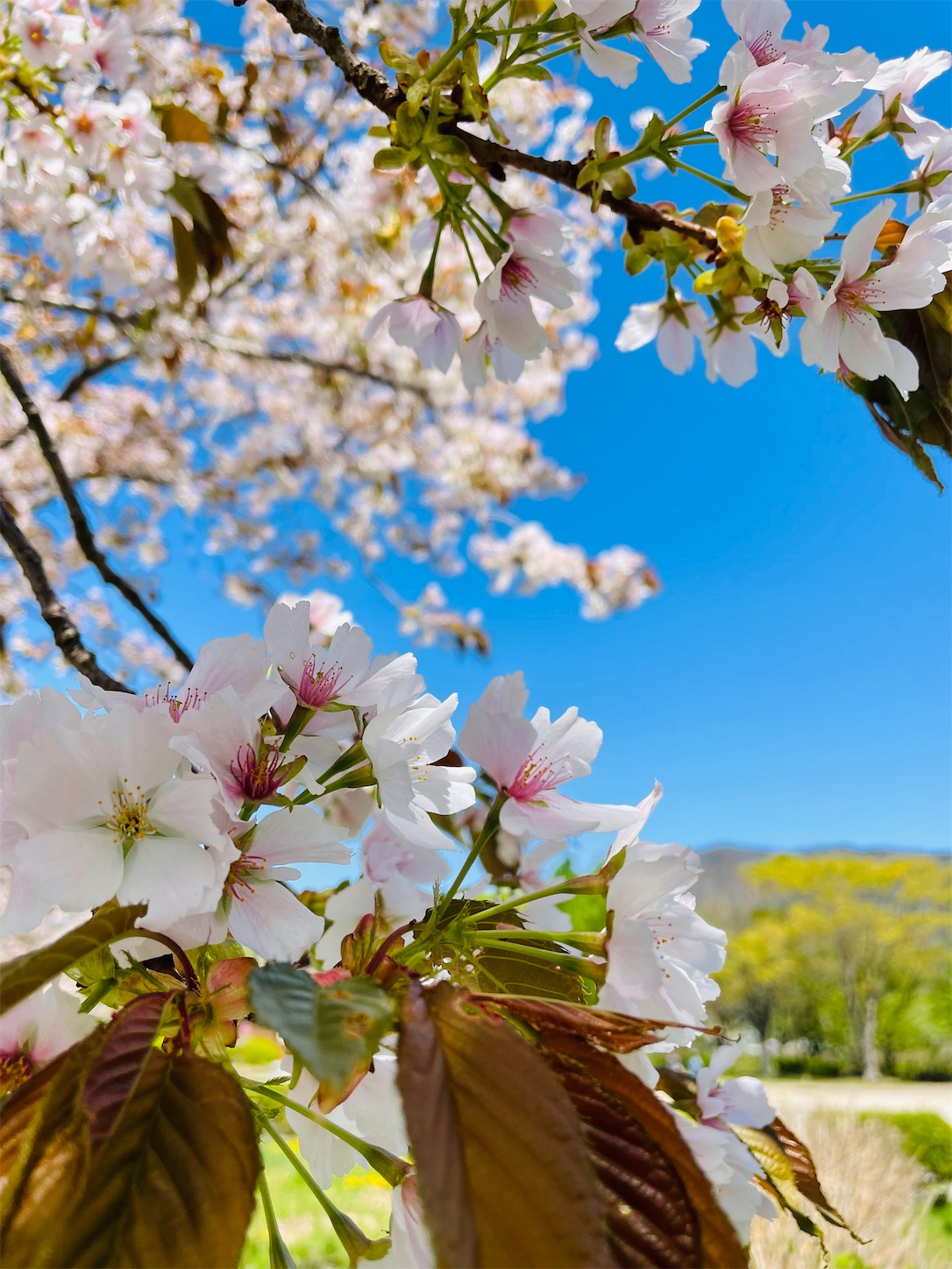 f:id:akisan01:20220502212823j:image