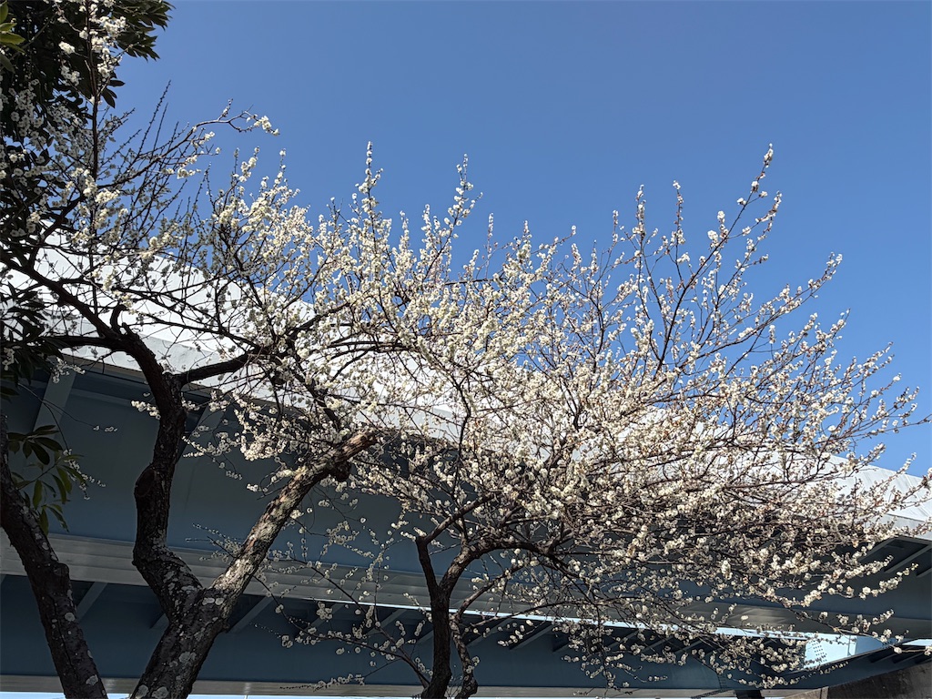 f:id:akisan01:20260224082928j:image f:id:akisan01:20260224082928j:image