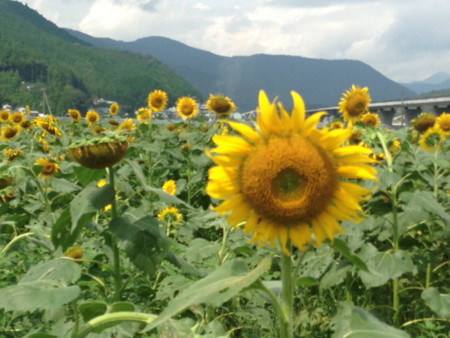 f:id:akisan0413:20160918073635j:plain f:id:akisan0413:20160918073635j:plain