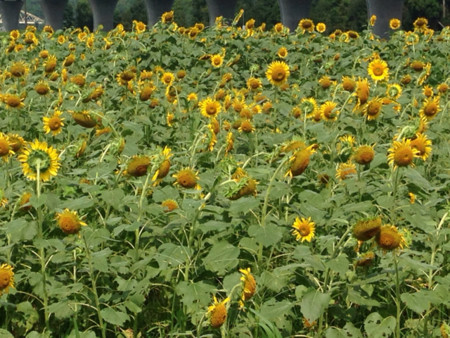 f:id:akisan0413:20160918073713j:plain f:id:akisan0413:20160918073713j:plain