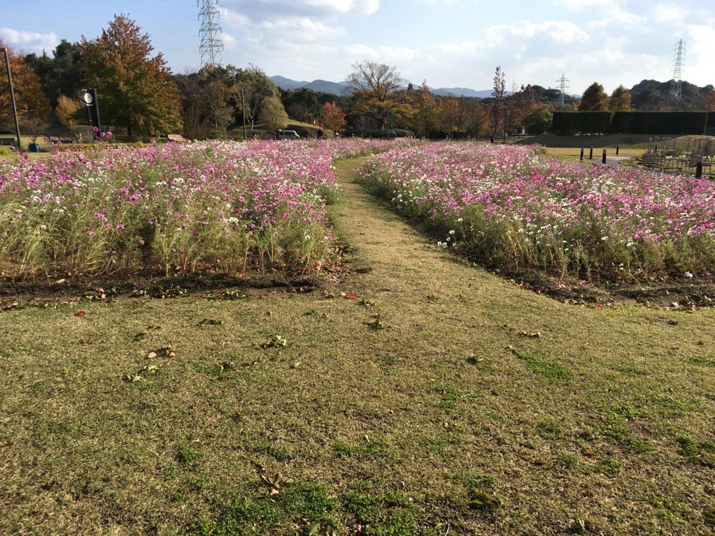 f:id:akisan0413:20171123140823j:plain