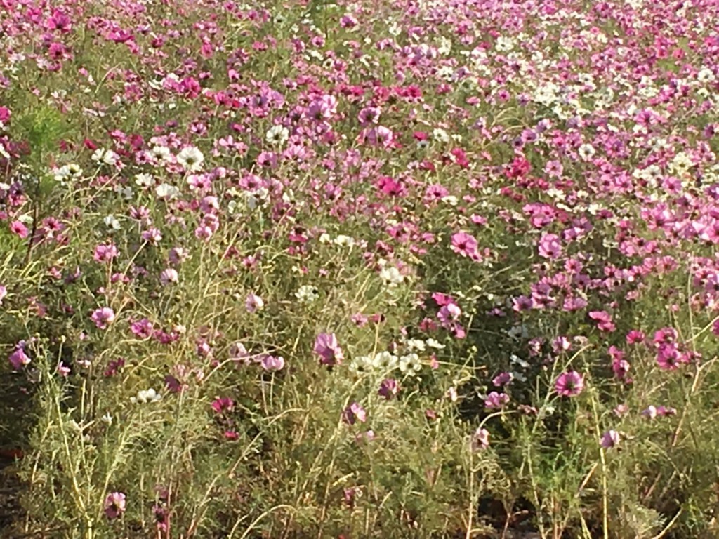 f:id:akisan0413:20171123140827j:plain