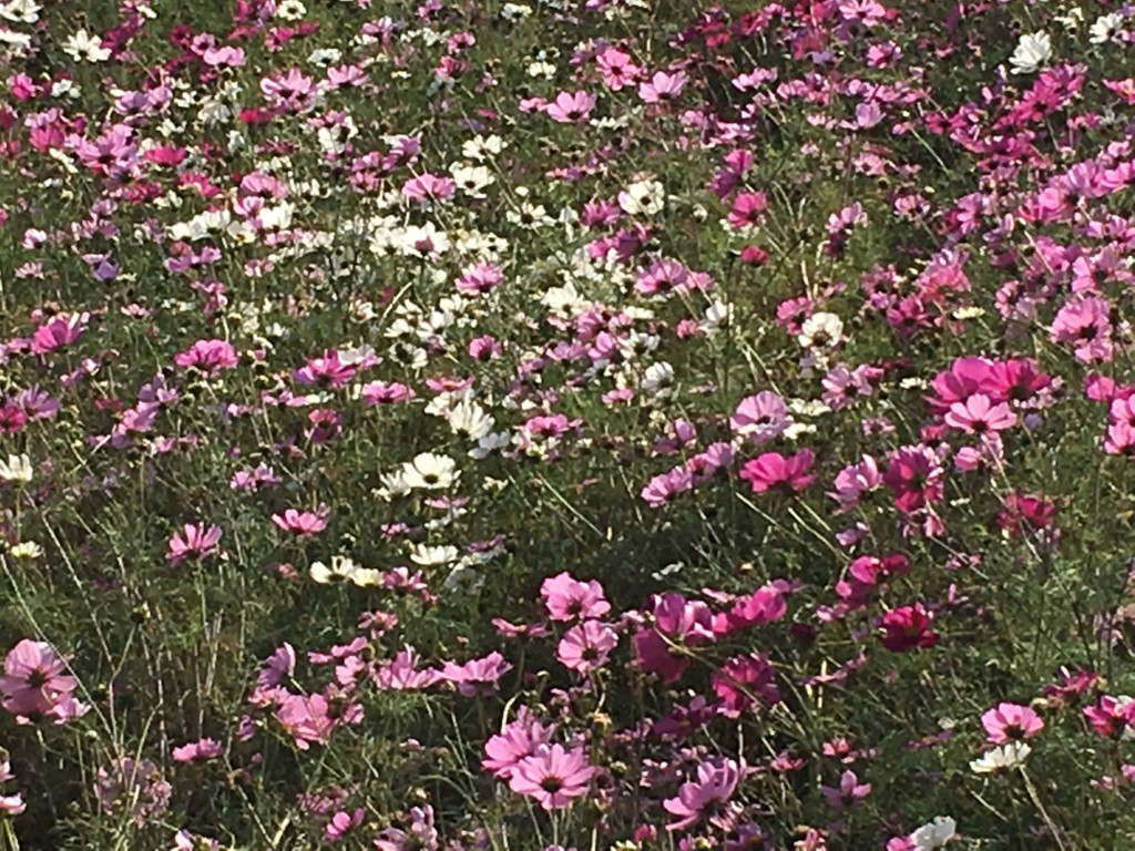 f:id:akisan0413:20171123140837j:plain