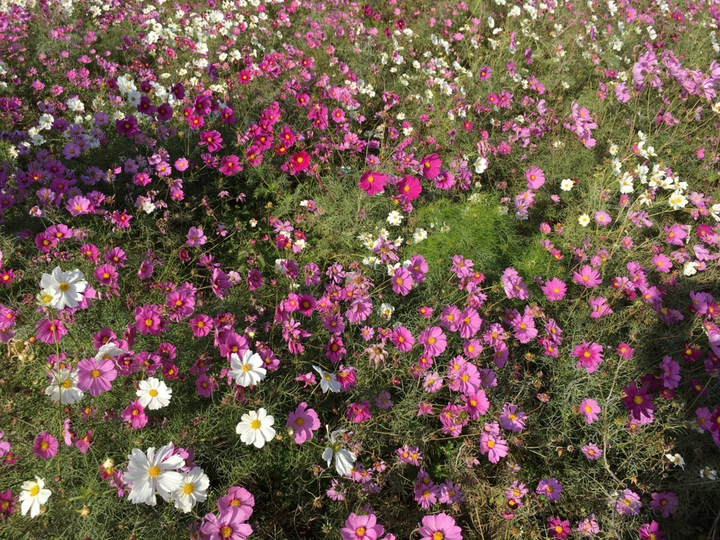 f:id:akisan0413:20171123140855j:plain