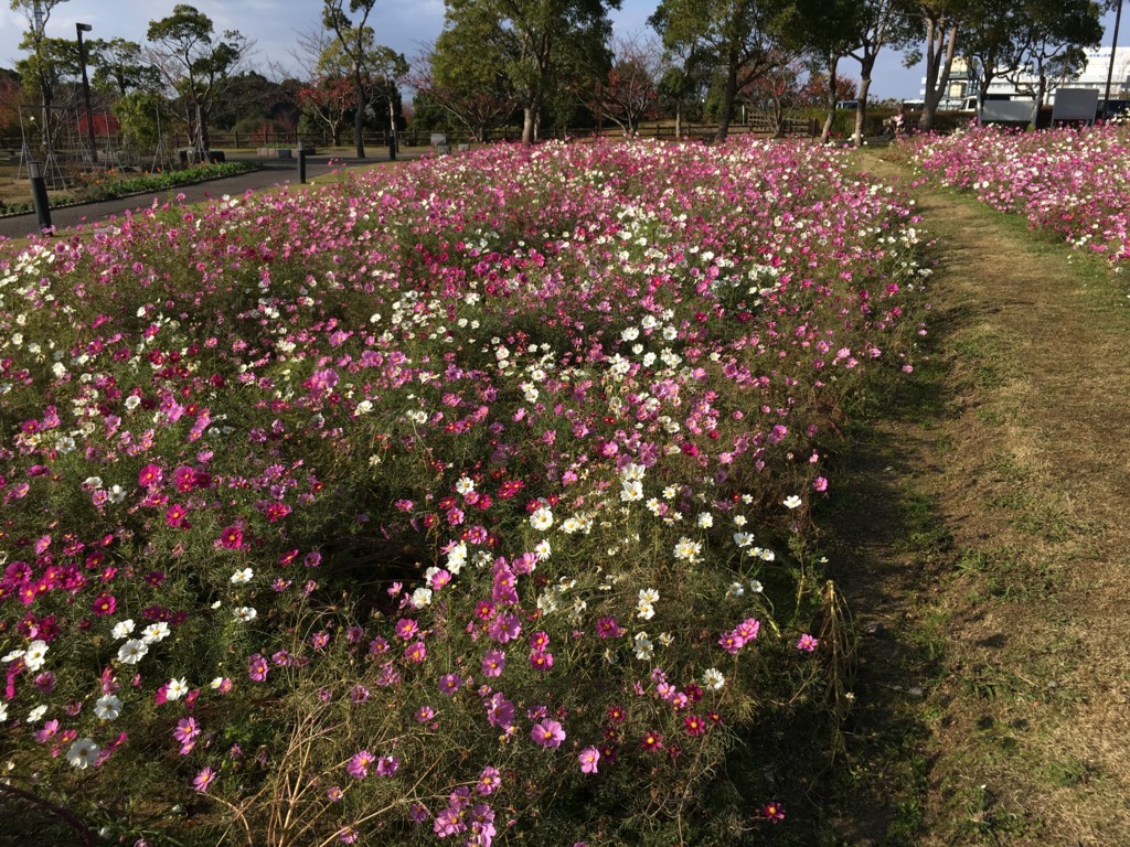 f:id:akisan0413:20171123140923j:plain