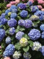 f:id:akisanada:20130529095020j:image:medium