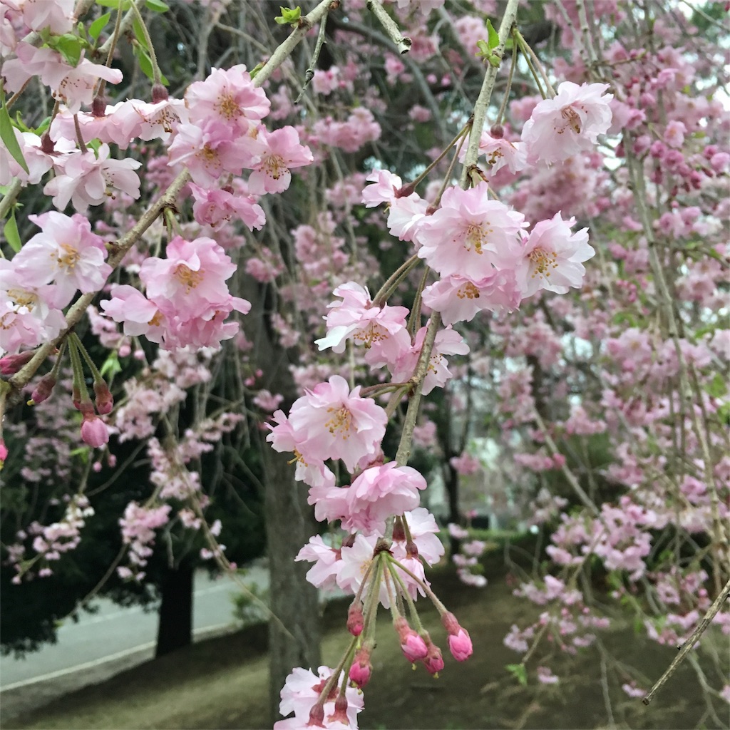 f:id:akisatan:20170408221504j:image f:id:akisatan:20170408221504j:image