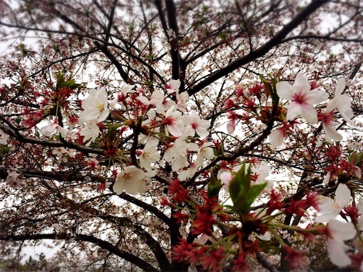 f:id:akislog:20160411153315j:image f:id:akislog:20160411153315j:image