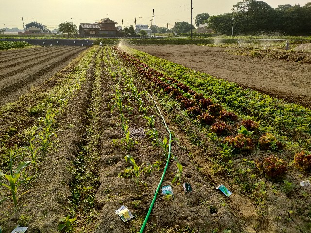 f:id:akita-inakagurashi:20220601124500j:image f:id:akita-inakagurashi:20220601124500j:image