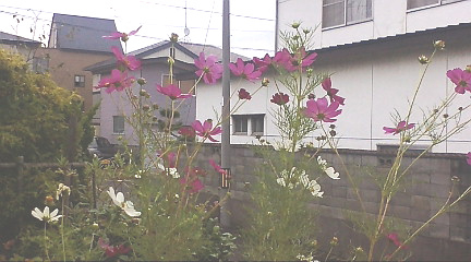 f:id:akita319:20090922092539j:image