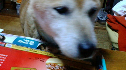 f:id:akita319:20090926210115j:image