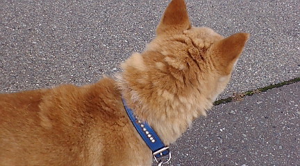f:id:akita319:20091020095211j:image f:id:akita319:20091020095211j:image