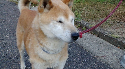 f:id:akita319:20091023162036j:image