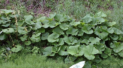 f:id:akita319:20100525170344j:image