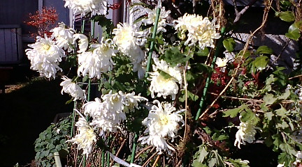 f:id:akita319:20101120124509j:image f:id:akita319:20101120124509j:image