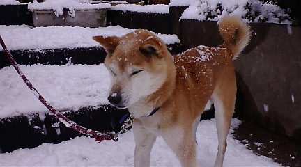 f:id:akita319:20101231093215j:image