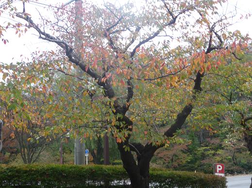 f:id:akita319:20111026193457j:image