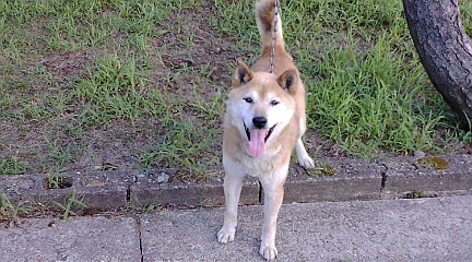 f:id:akita319:20111028055728j:image
