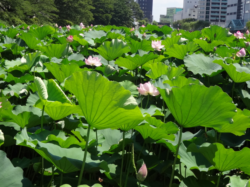 f:id:akita319:20120807202932j:image