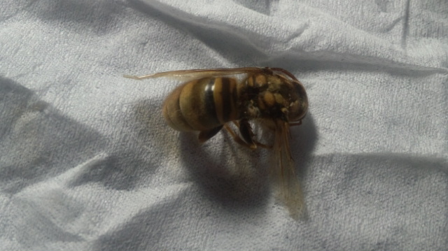 f:id:akita319:20120906192555j:image
