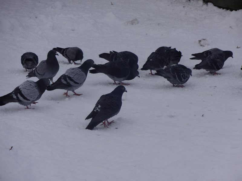 f:id:akita319:20130119213452j:image f:id:akita319:20130119213452j:image