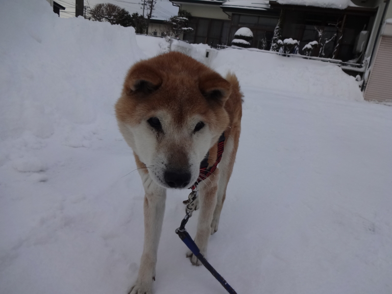 f:id:akita319:20130219202516j:image