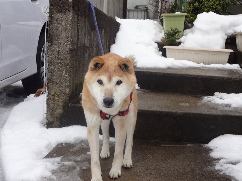 f:id:akita319:20130219203016j:image