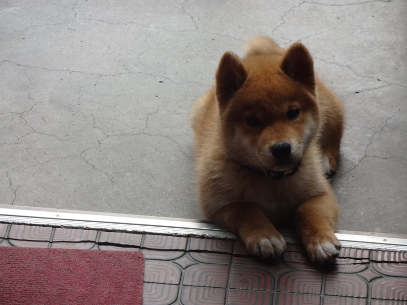 f:id:akita319:20130509195128j:image