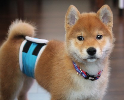 f:id:akita319:20130705053031j:image