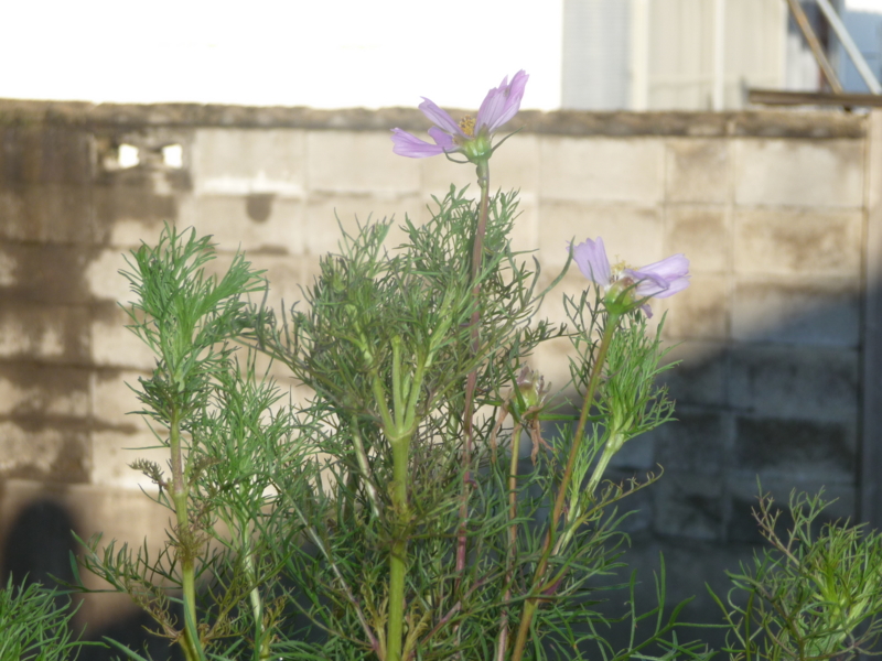 f:id:akita319:20130829055149j:image