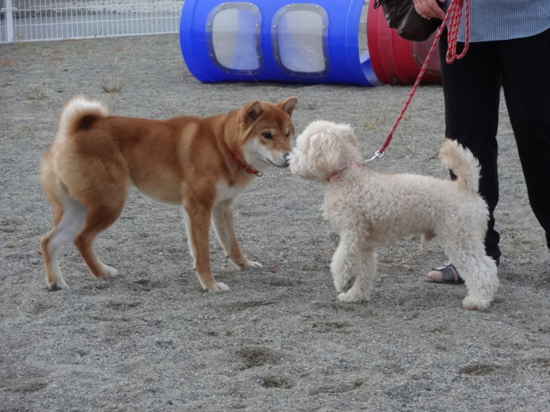 f:id:akita319:20131005195900j:image