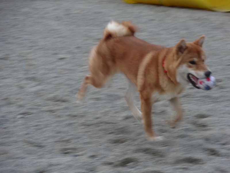 f:id:akita319:20131005195907j:image