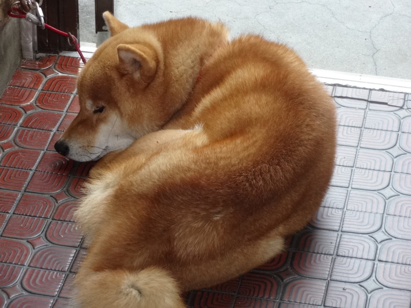f:id:akita319:20131201073358j:image