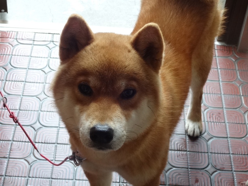 f:id:akita319:20131201073407j:image