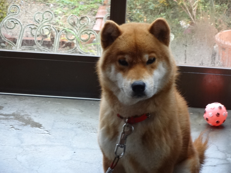 f:id:akita319:20131201073416j:image