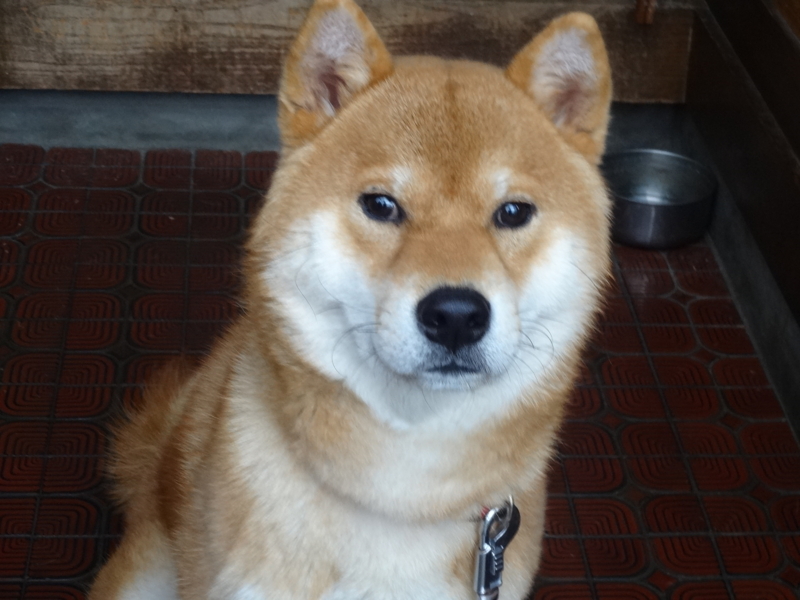 f:id:akita319:20131201073425j:image