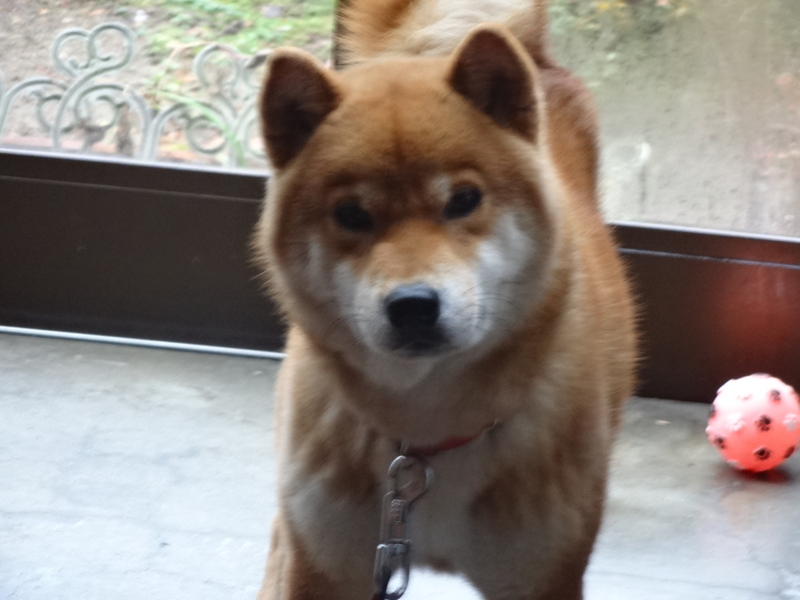 f:id:akita319:20131201073433j:image