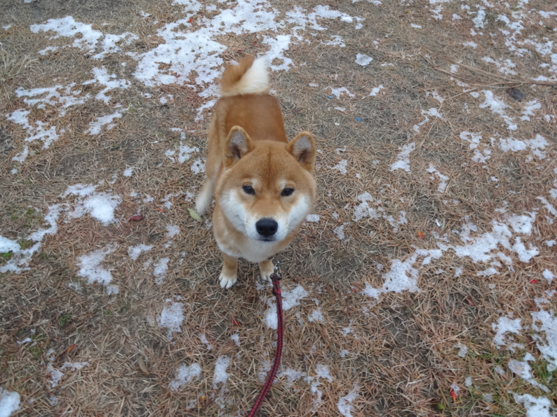 f:id:akita319:20131201073812j:image