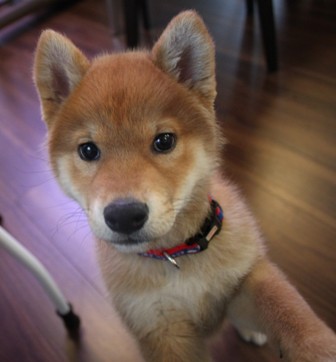 f:id:akita319:20131201074227j:image