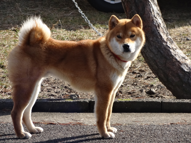 f:id:akita319:20140101041630j:image