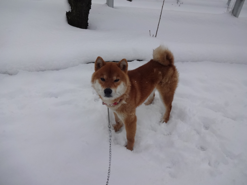f:id:akita319:20140209104221j:image