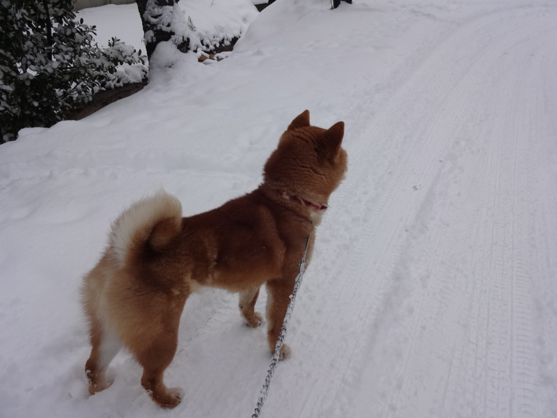 f:id:akita319:20140209104230j:image