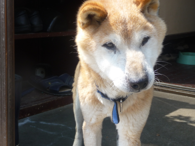 f:id:akita319:20140323081752j:image