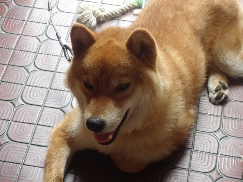 f:id:akita319:20140730063354j:image