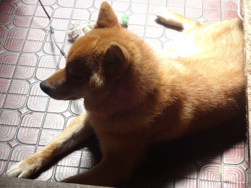 f:id:akita319:20140730063403j:image